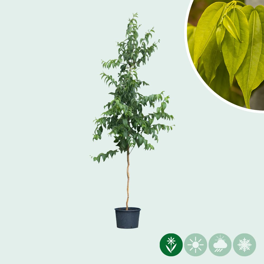 Zevenzonenboom meerstammig