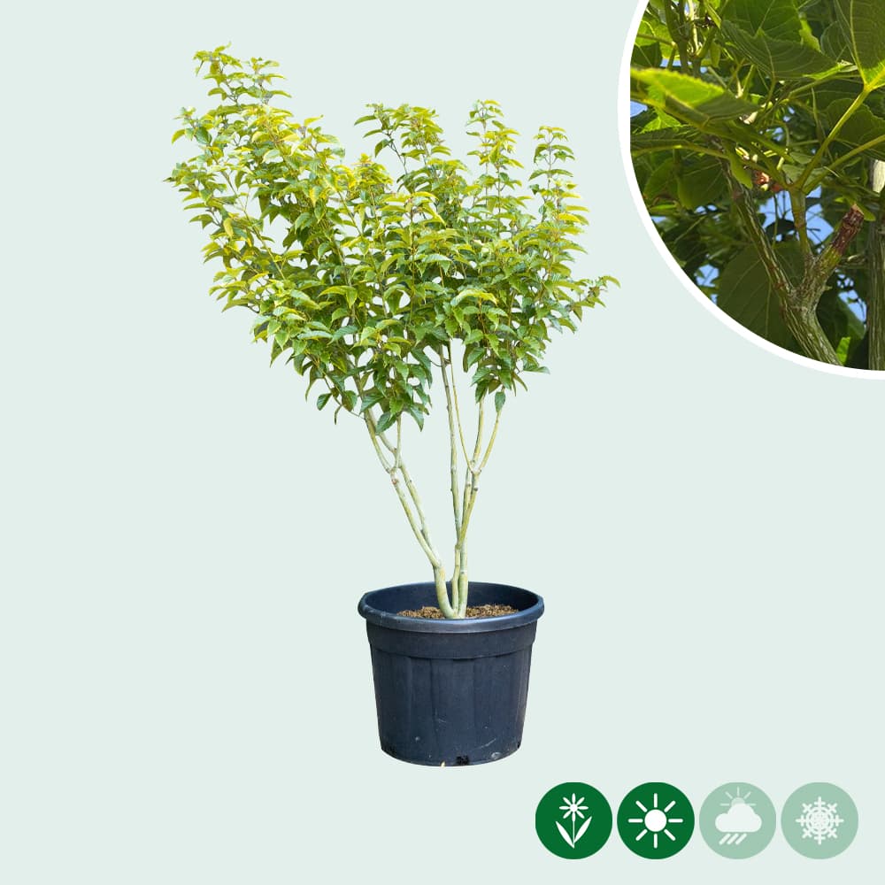 Chinese esdoorn meerstammig