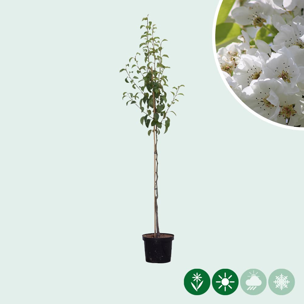 Pyrus communis 'Clapp's Favorite'