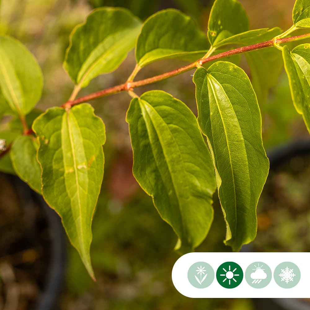 Zevenzonenboom meerstammig