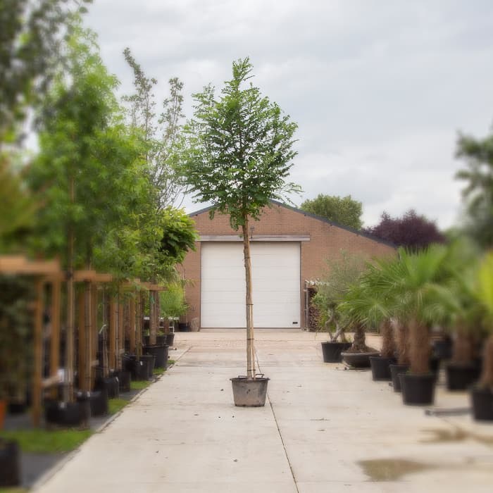 Valse acacia 'Bessoniana'