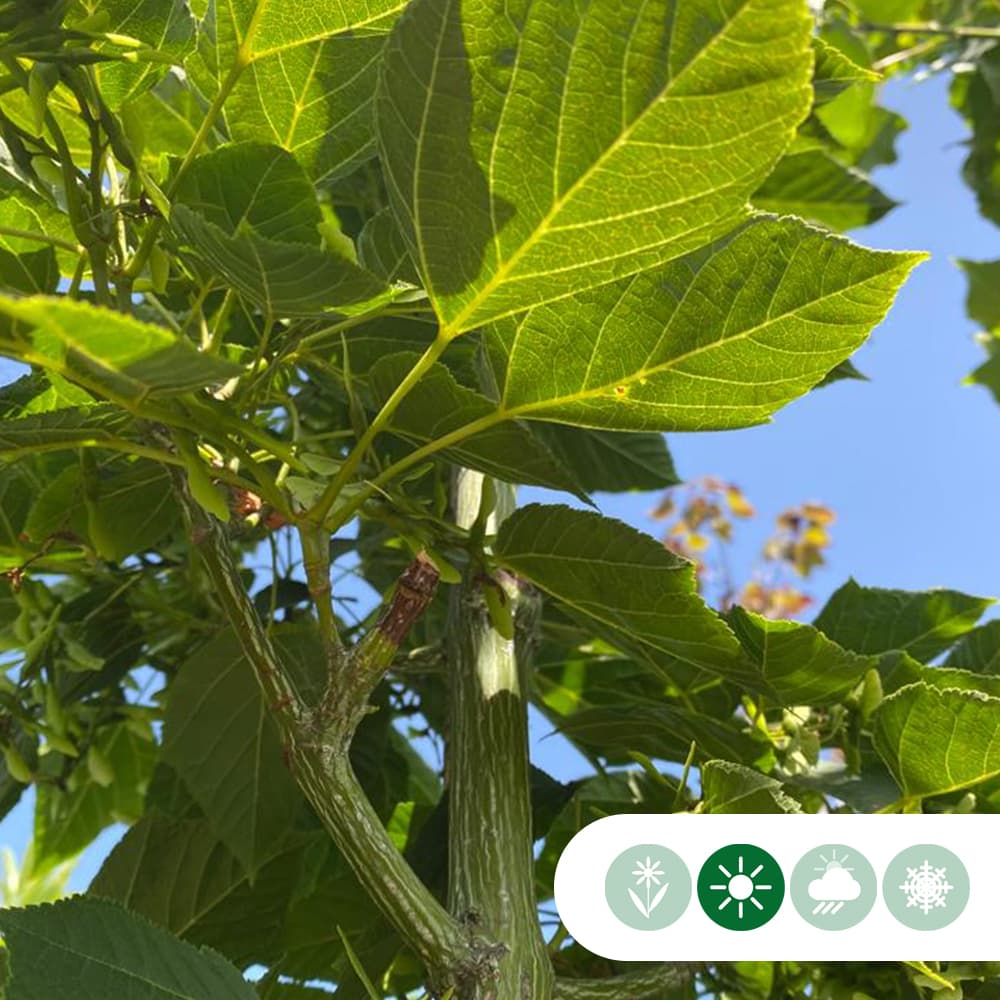 Chinese esdoorn meerstammig