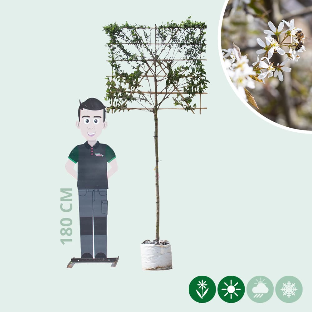 Krentenboom leiboom 150 cm