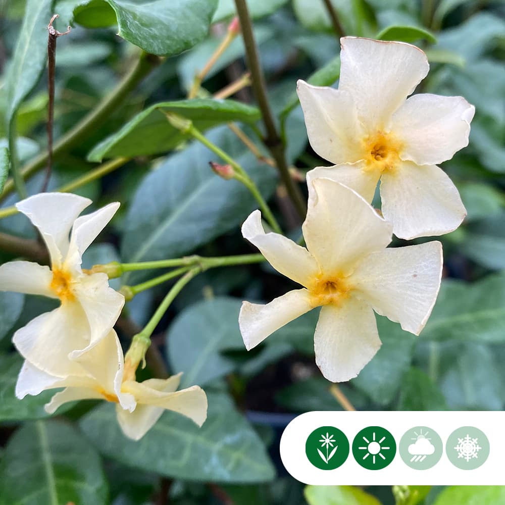 Gele Toscaanse jasmijn 125 cm