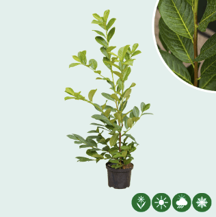 Laurierhaag Rotundifolia