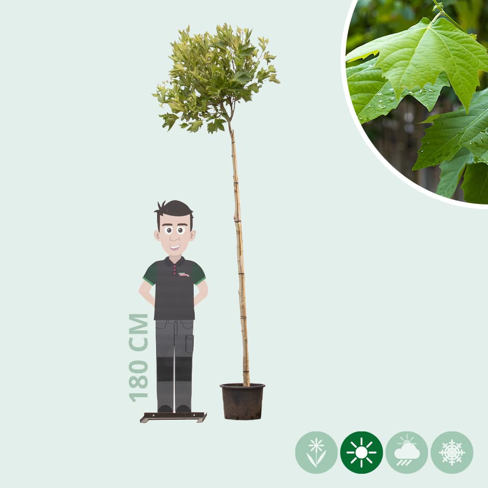 Bol plataan 220 cm stamhoogte