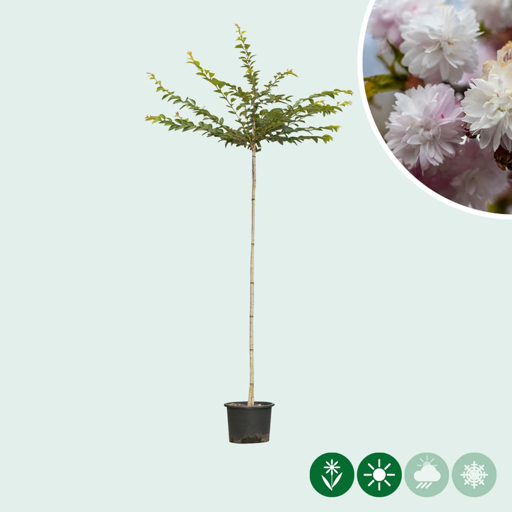 Japanse sierkers 'Autumnalis Rosea'