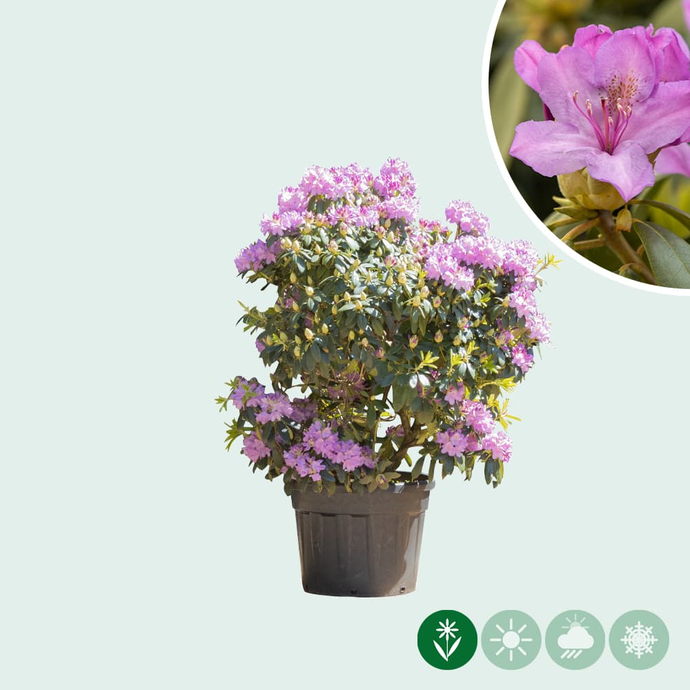 Rhododendron 'Catawbiense Grandiflorum'