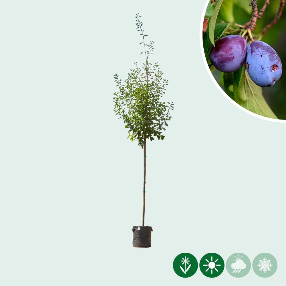 Prunus domestica 'Victoria'