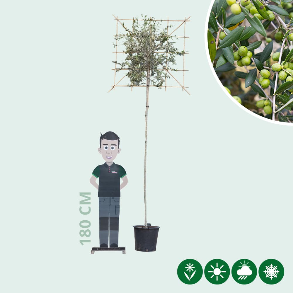 Olijfboom als leiboom 220 cm stamhoogte