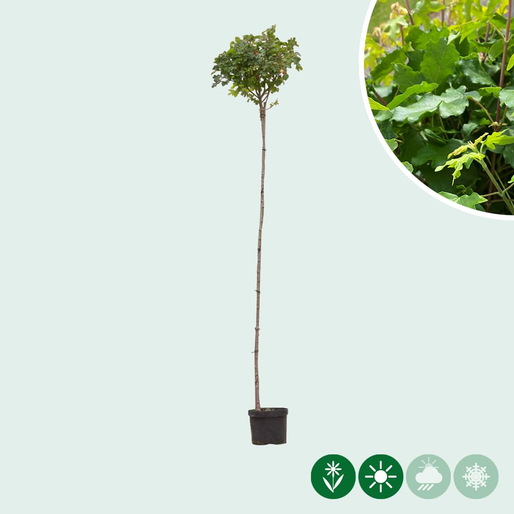 Bol veldesdoorn 220 cm stamhoogte