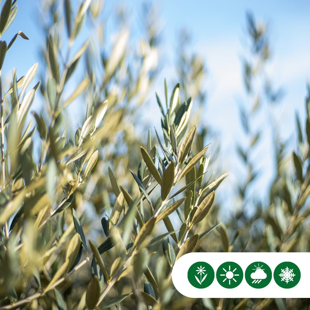 Olijfboom meerstammig