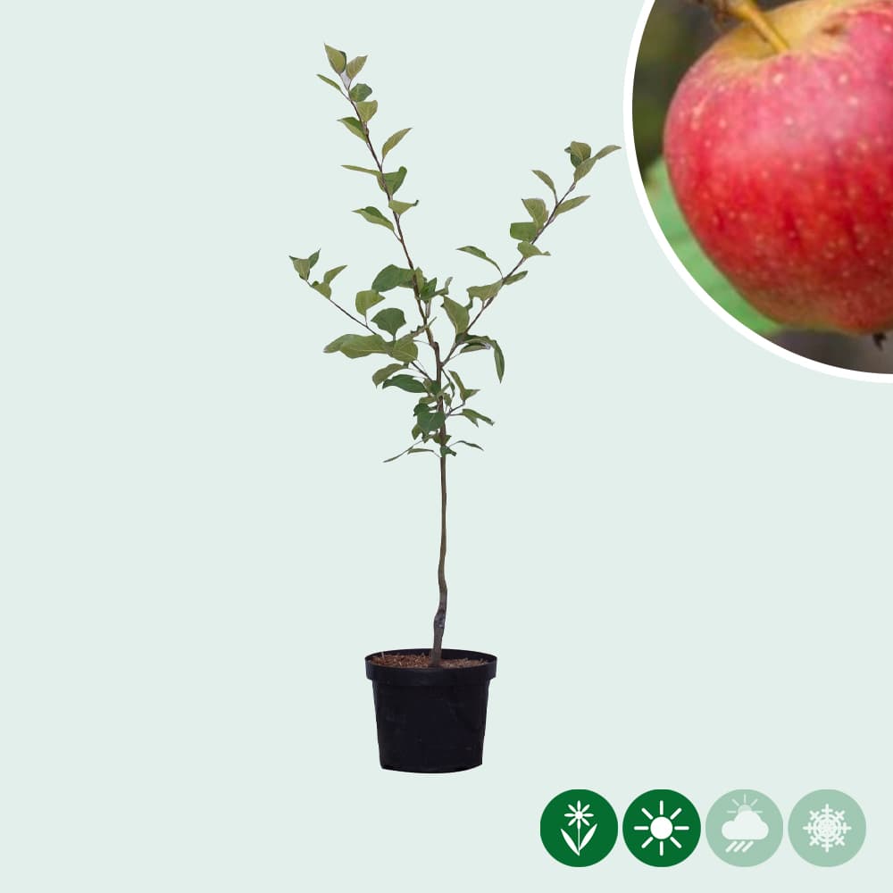 Malus d. 'Notarisappel'