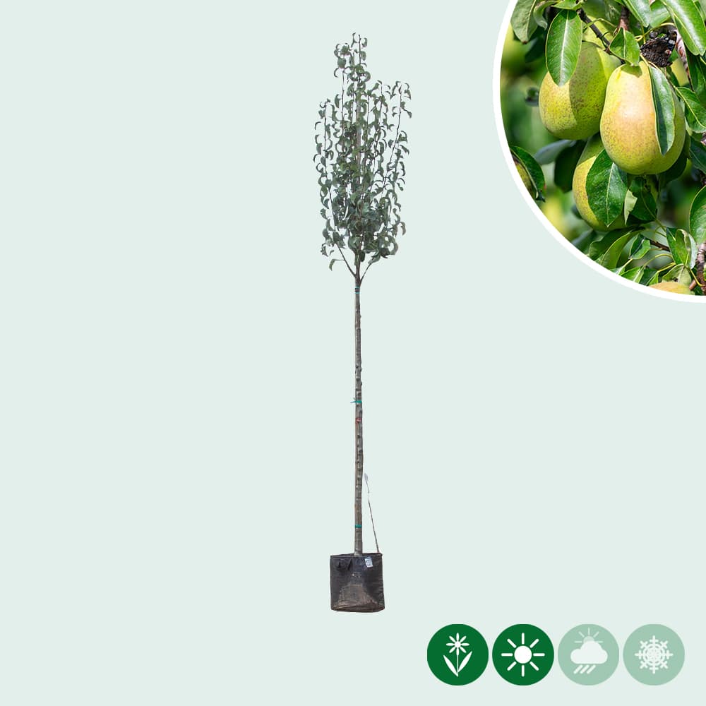 Pyrus communis 'Gieser Wildeman'