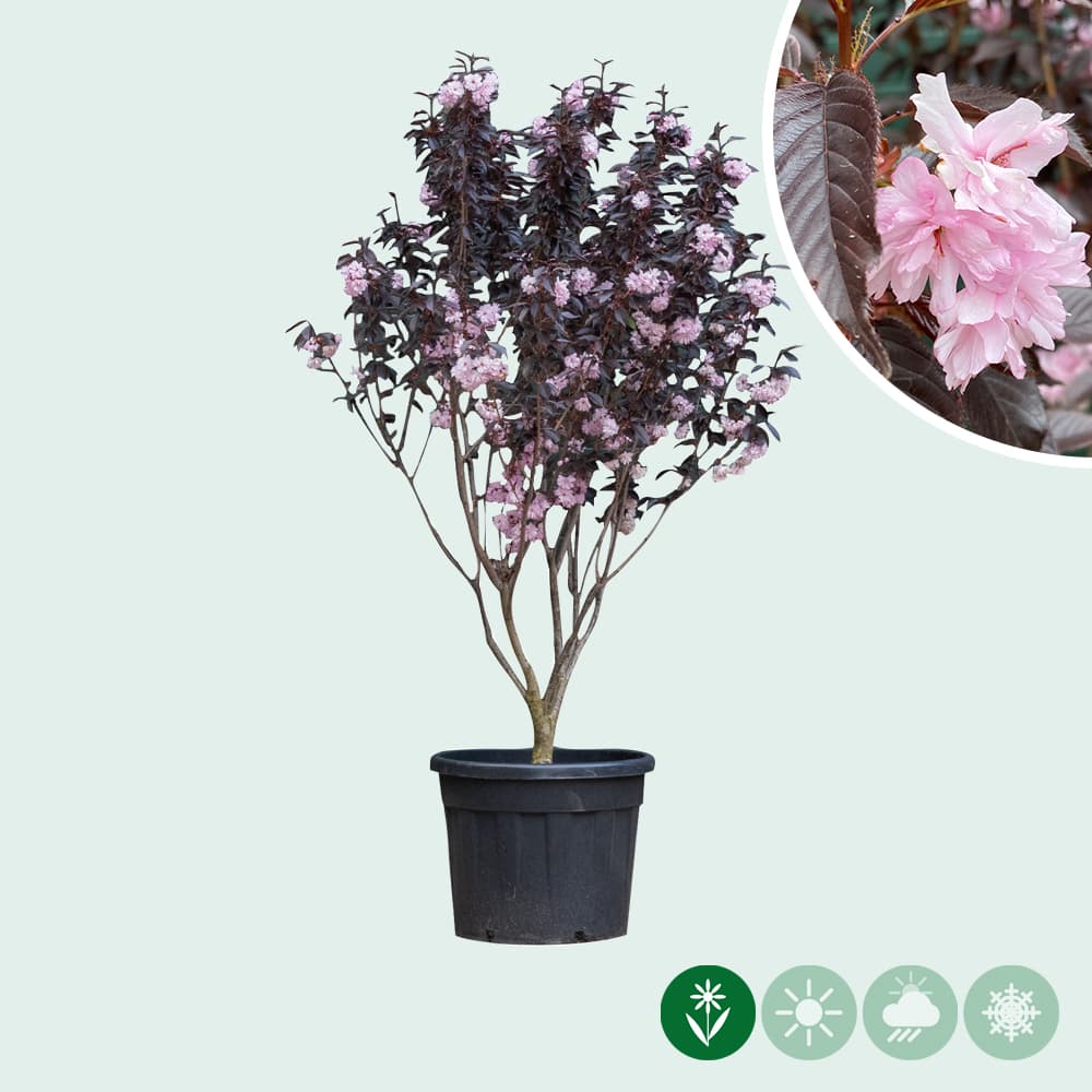 Japanse sierkers meerstammig