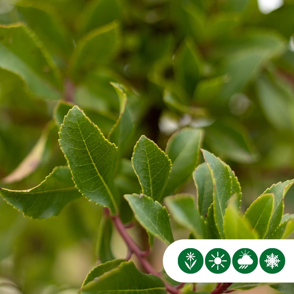 Aardbeienboom meerstammig