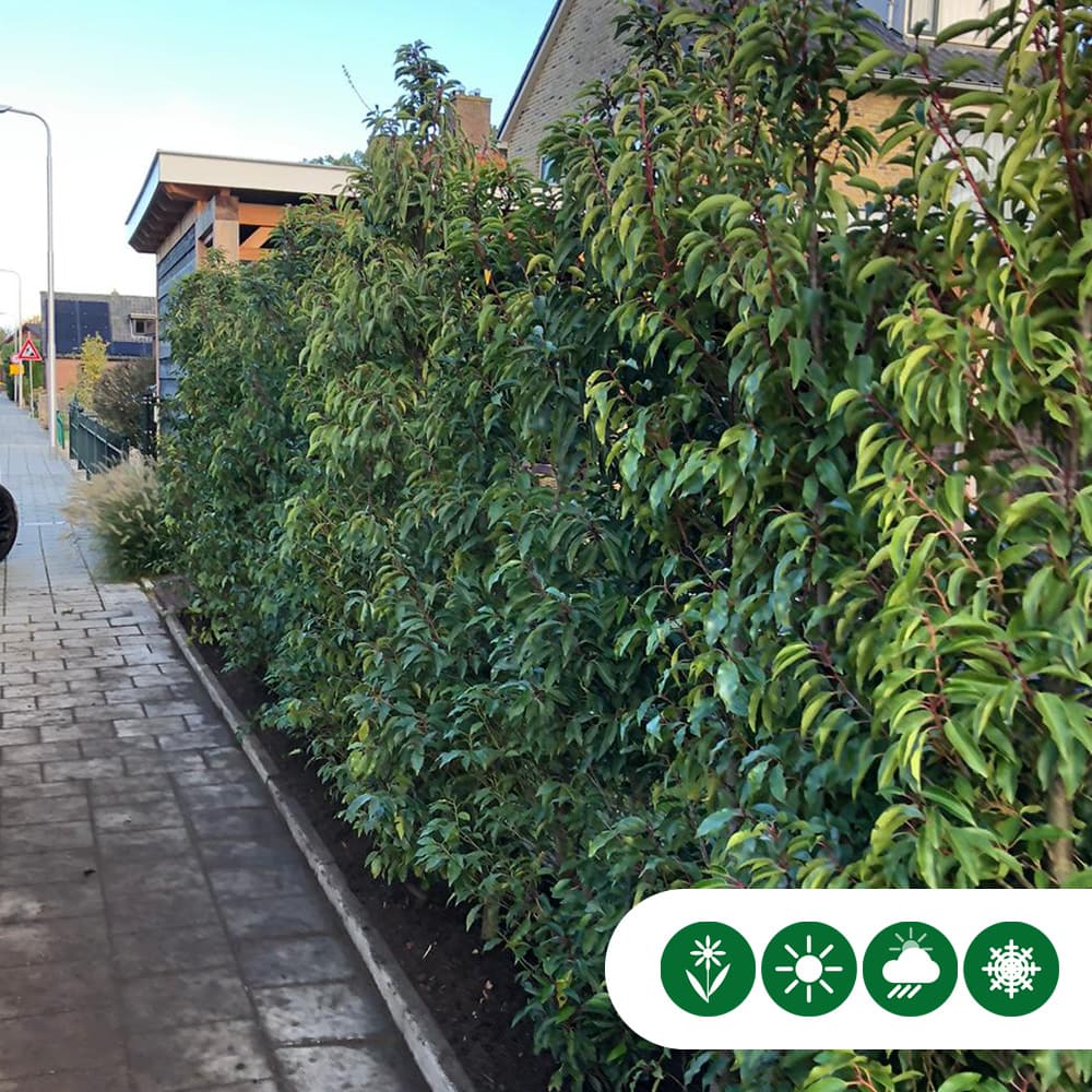 Portugese laurierhaag 40 cm