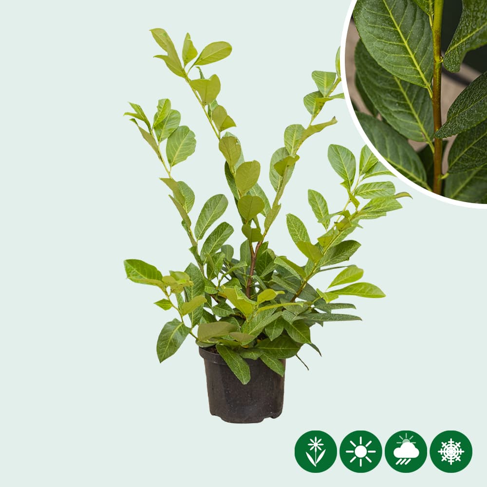 Laurierhaag 'Rotundifolia' 60 cm