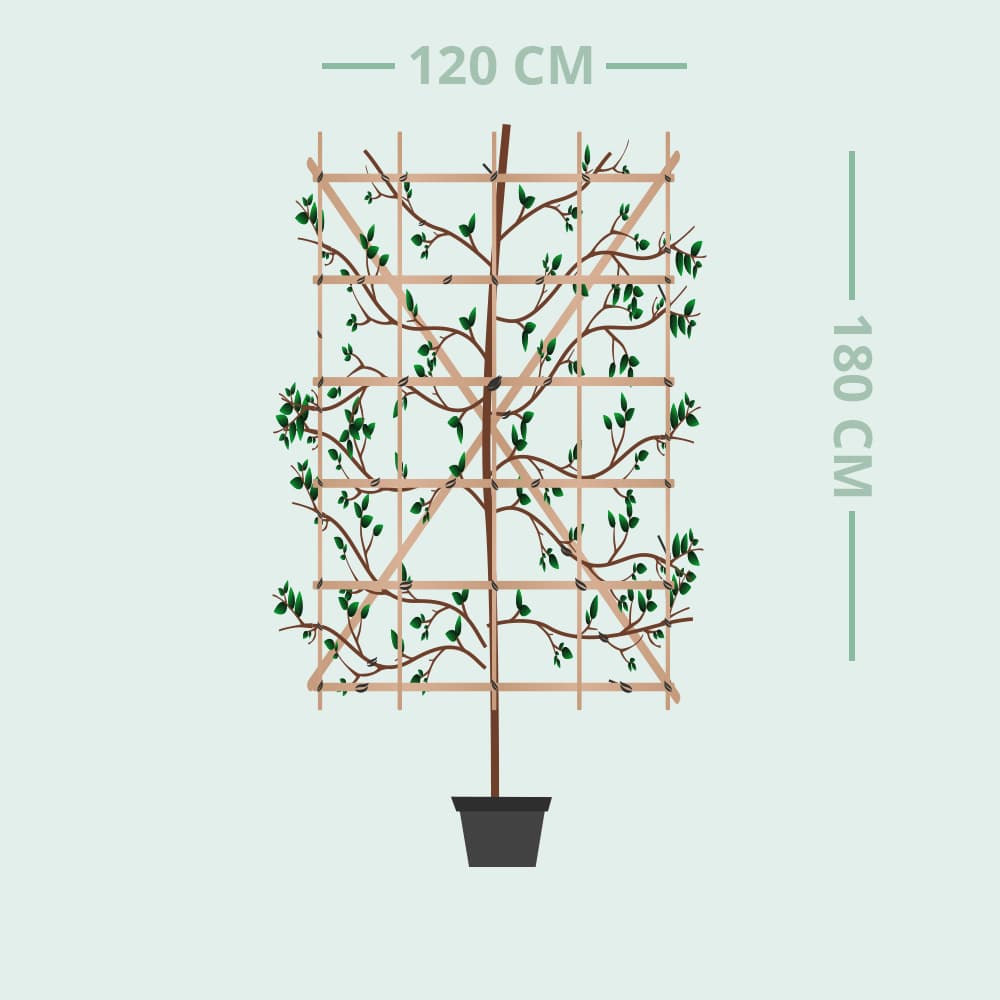 Haagbeuk haagelement