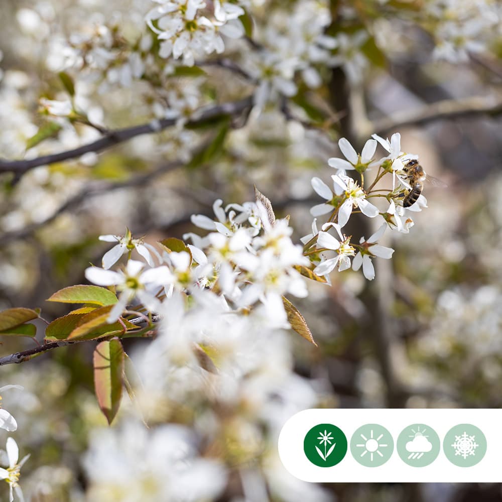 Krentenboom leiboom 150 cm