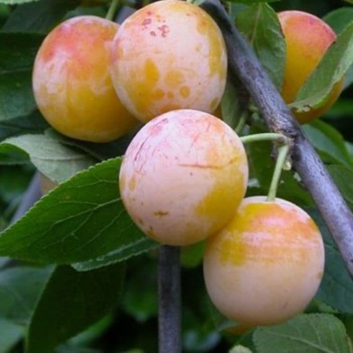 Prunus domestica 'Mirabelle de Nancy'