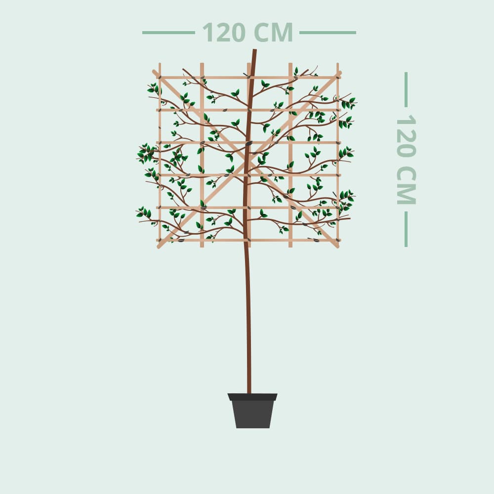 Olijfwilg leiboom 150 cm