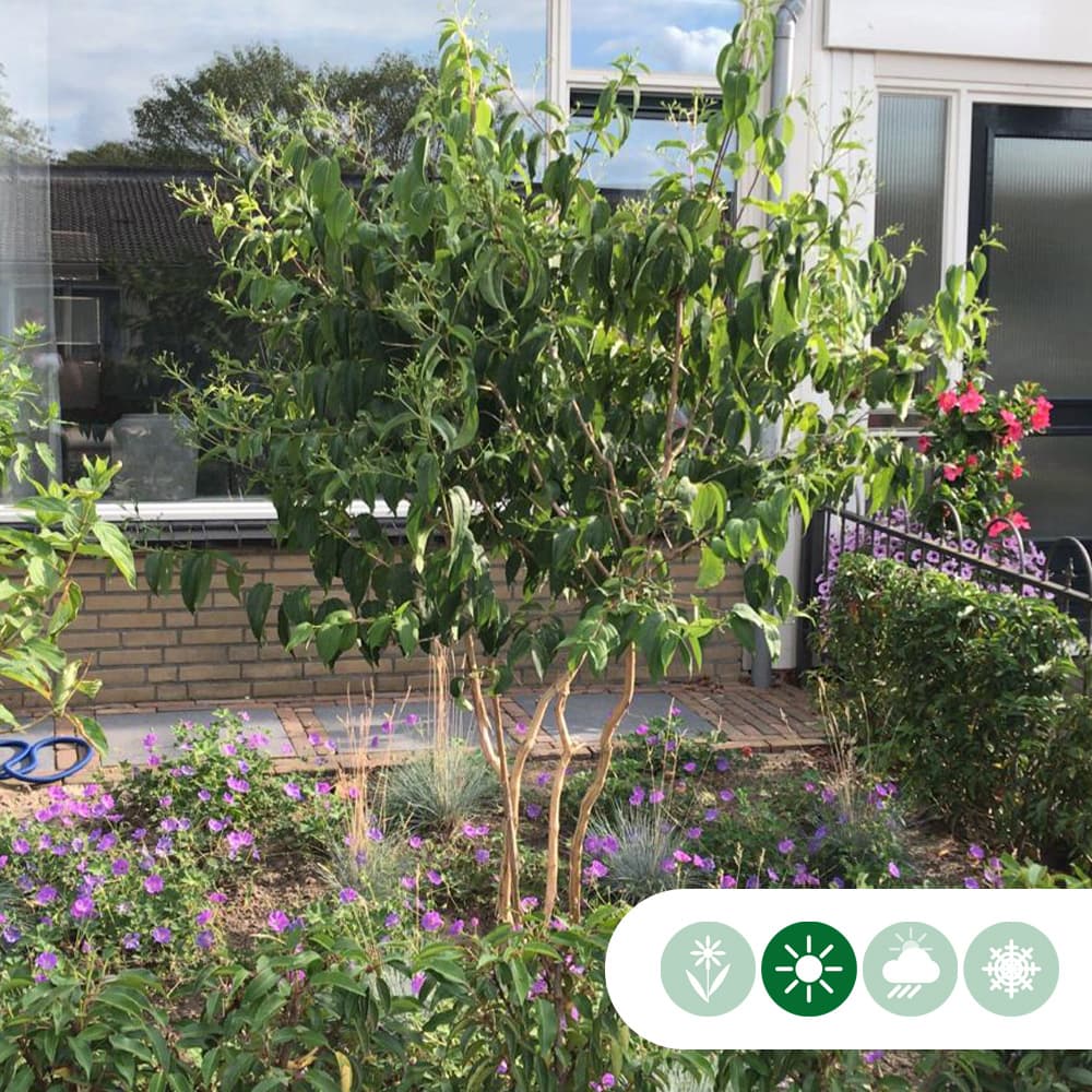 Zevenzonenboom meerstammig