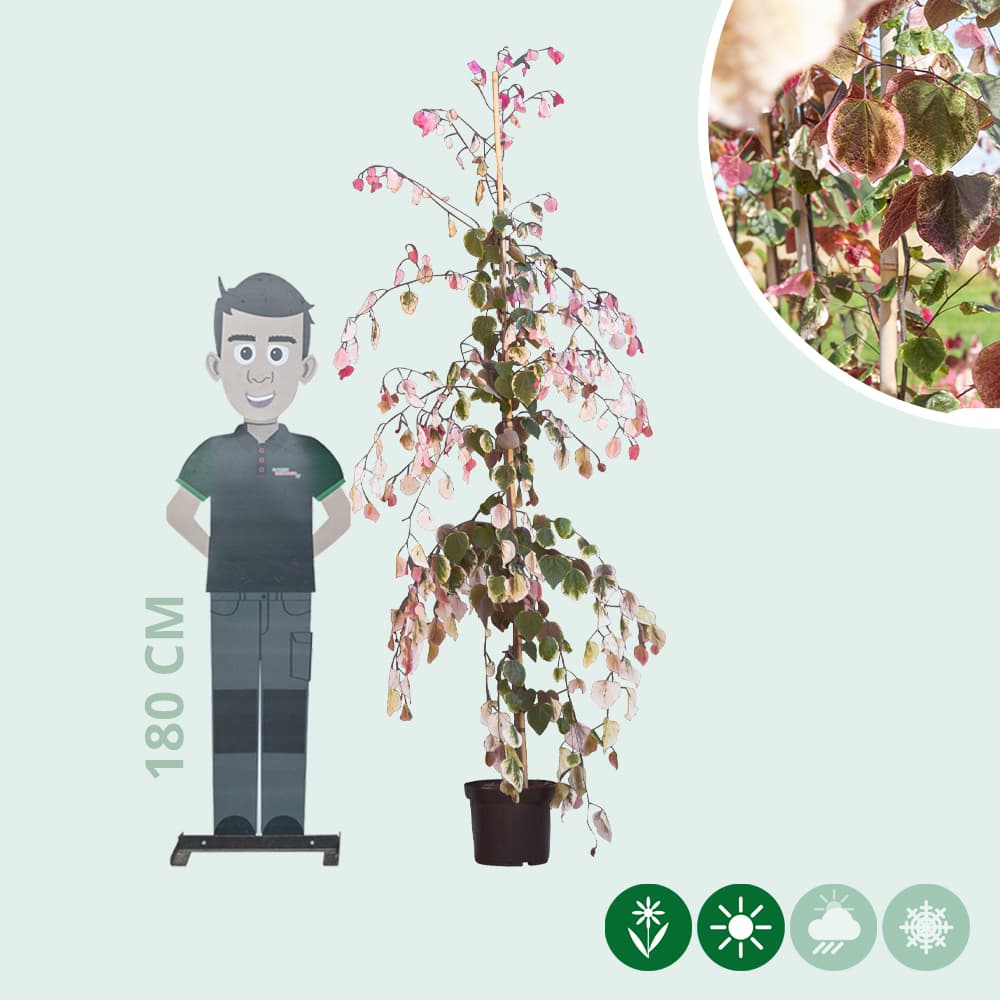 Judasboom 'Carolina Sweetheart'