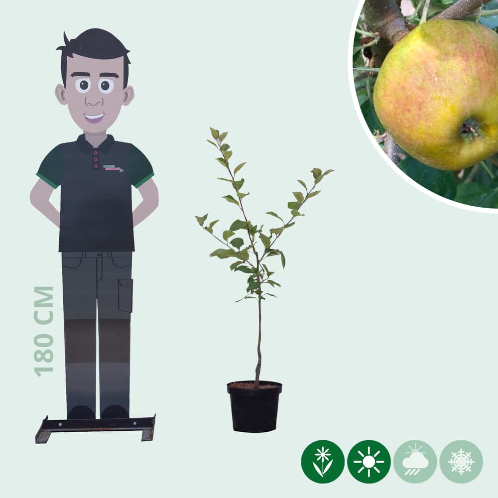 Malus d. 'Schone van Boskoop'/'Goudreinette'