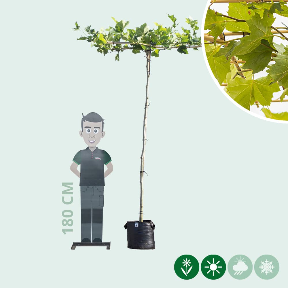 Plataan kruisdak 200-220 cm stamhoogte