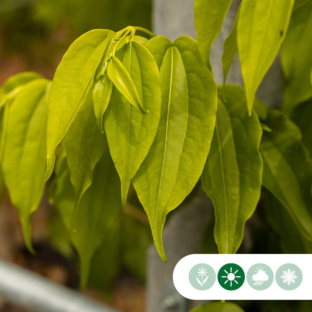 Zevenzonenboom hoogstam 200 cm