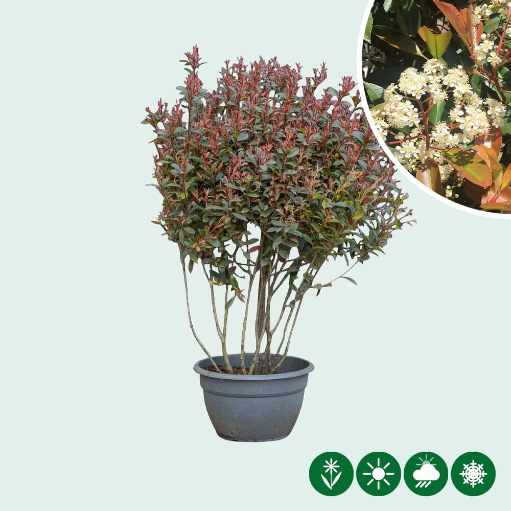 Glansmispel meerstammig