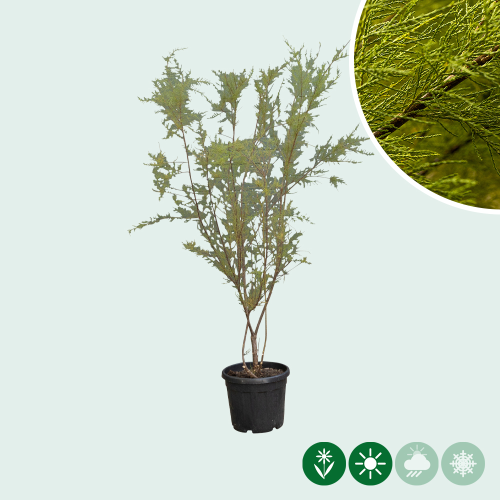 Tamarisk meerstammig