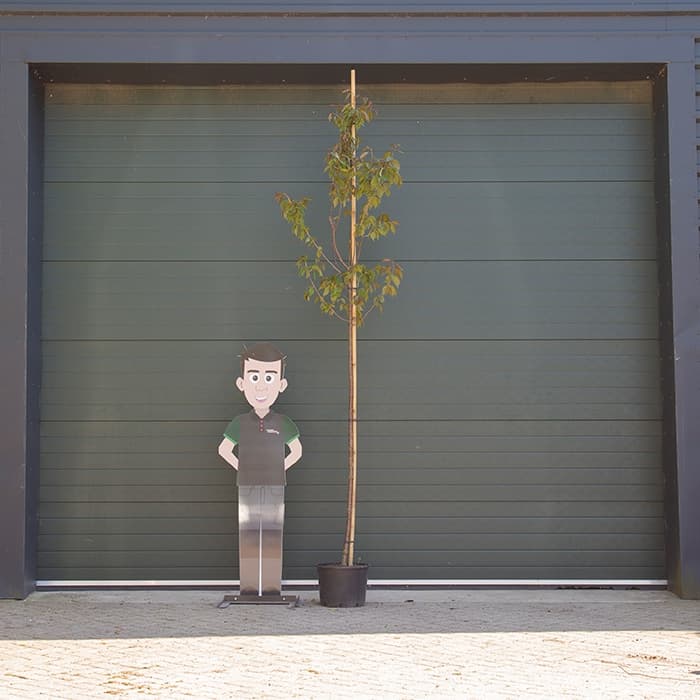 Japanse sierkers sargentii