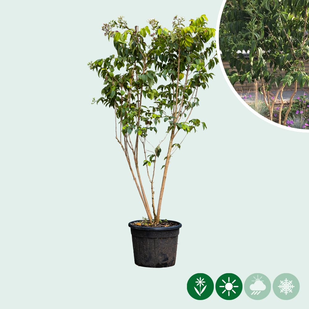 Zevenzonenboom meerstammig