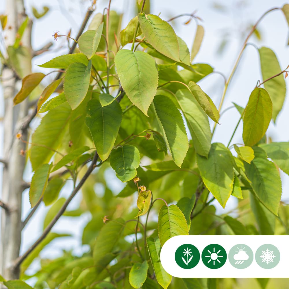 Krentenboom 'Robin Hill'