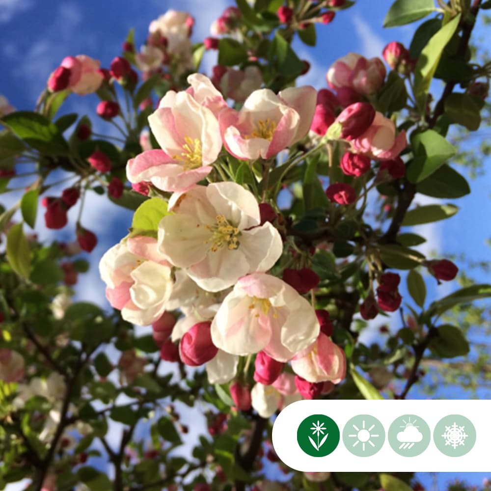 Sierappel leiboom 150 cm