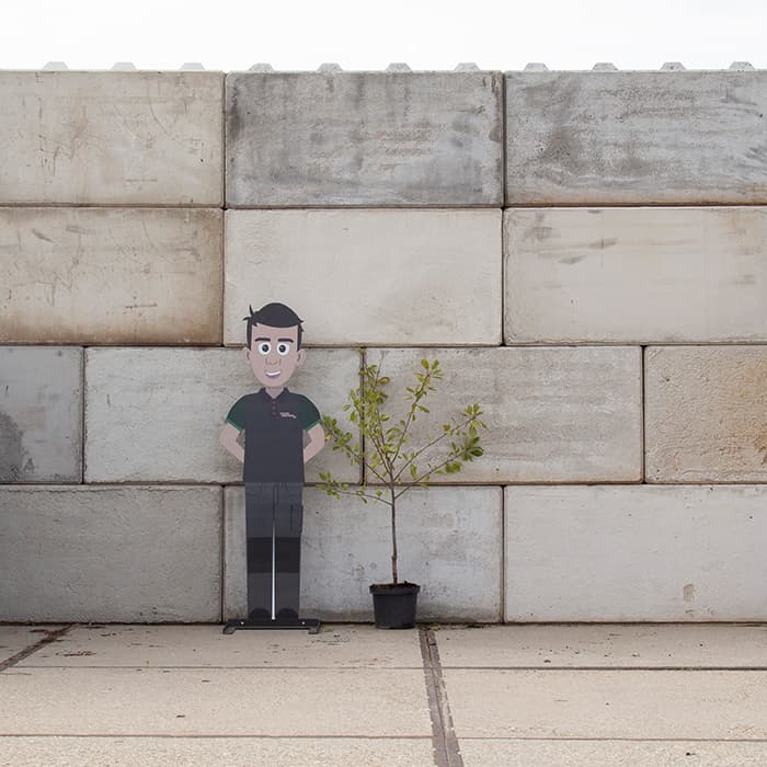 Zoete pruim 'Victoria'