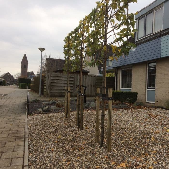 Sierpeer leiboom 150 cm