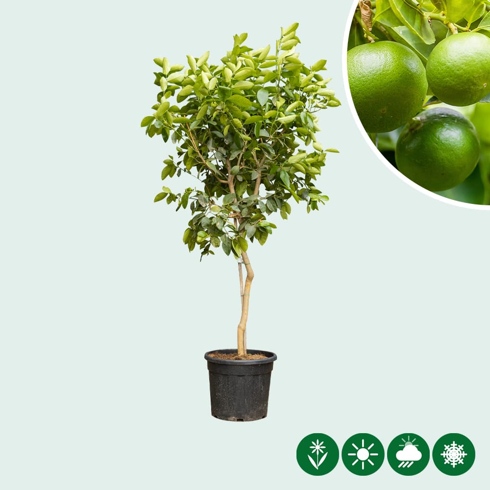 Limoen boom