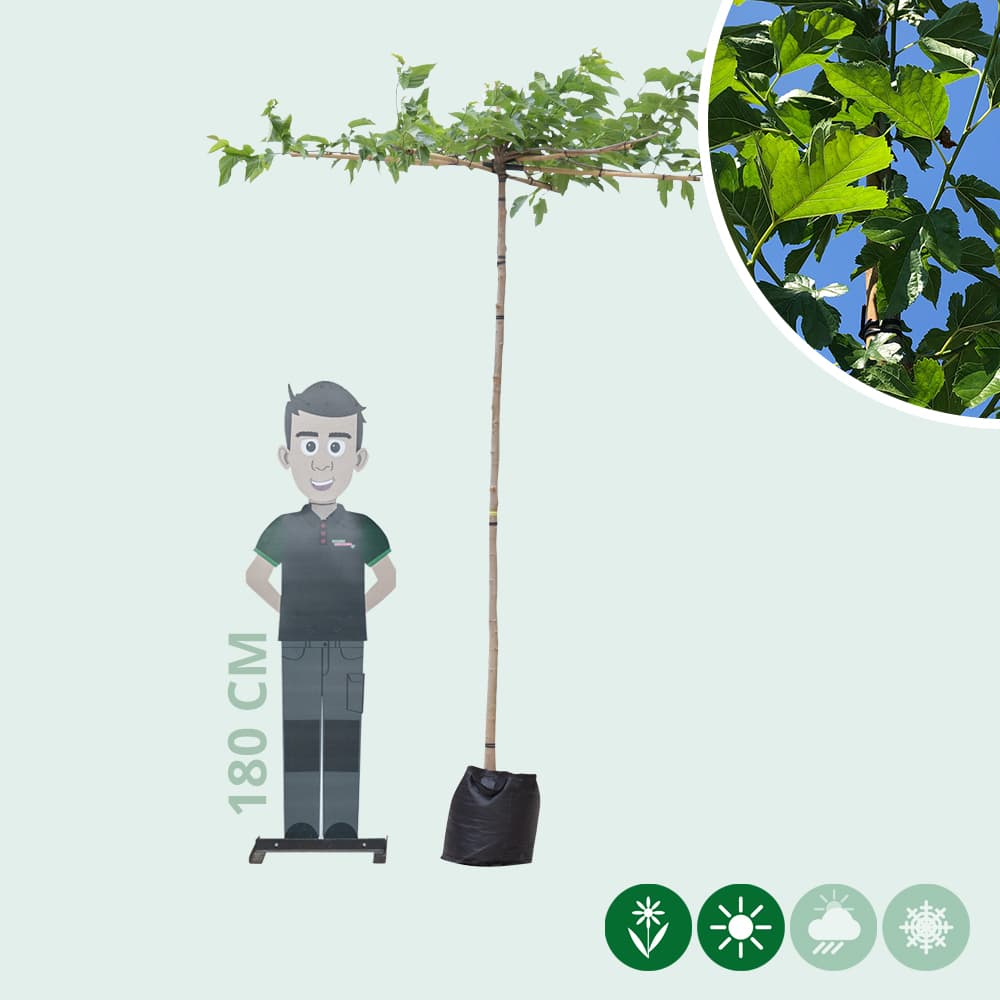 Moerbei kruisdak 200-220 cm stamhoogte