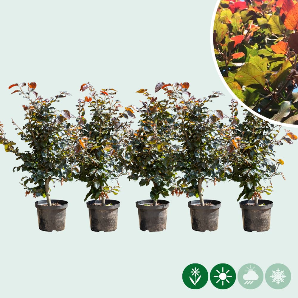 Rode beukenhaag per meter enkele rij