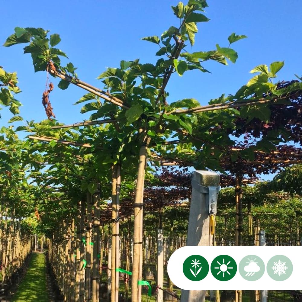 Moerbei kruisdak 200-220 cm stamhoogte