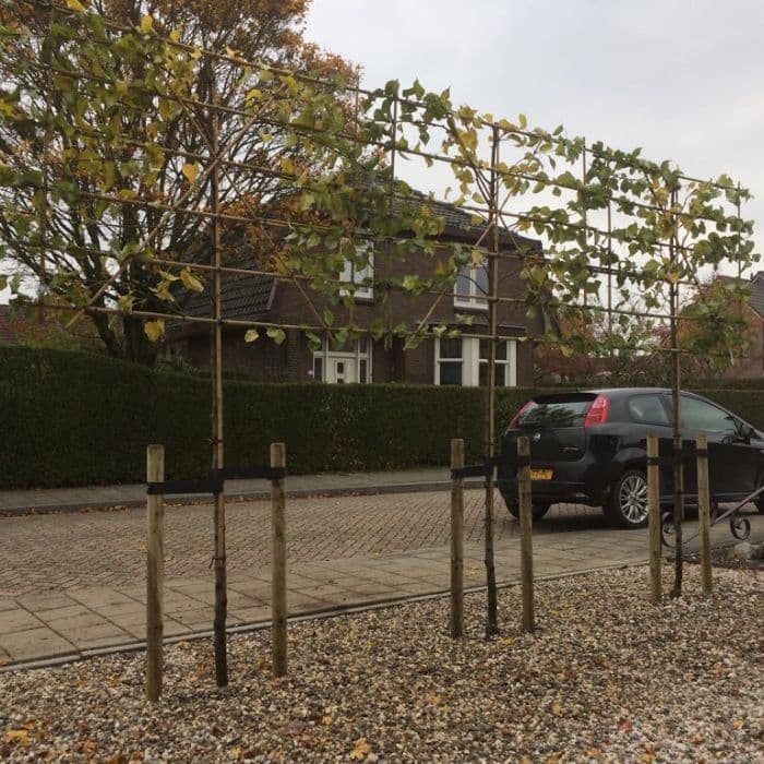 Sierpeer leiboom 150 cm