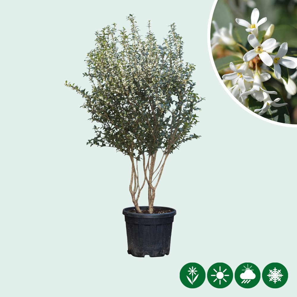 Schijnhulst meerstammig