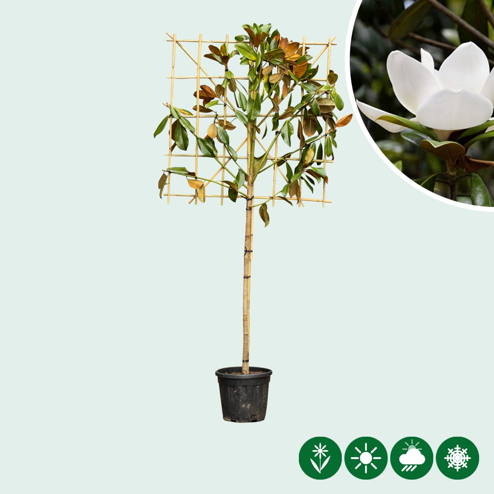 Leimagnolia 100 cm