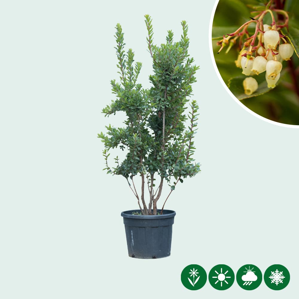 Aardbeienboom meerstammig