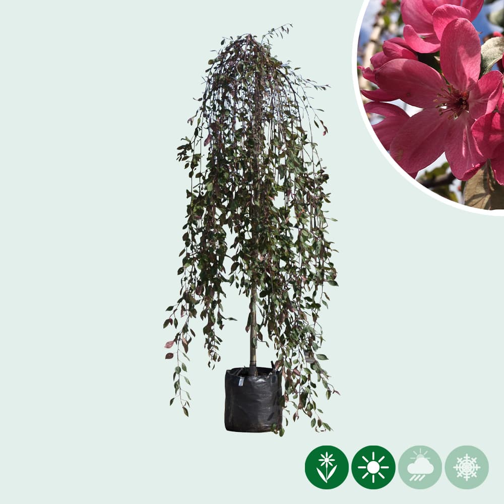 Treur rode sierappel