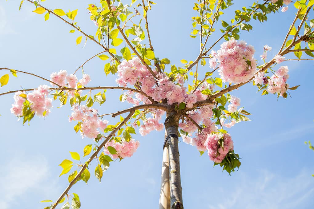Japanse sierkers dakboom