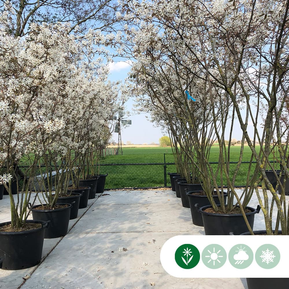 Krentenboom meerstammig